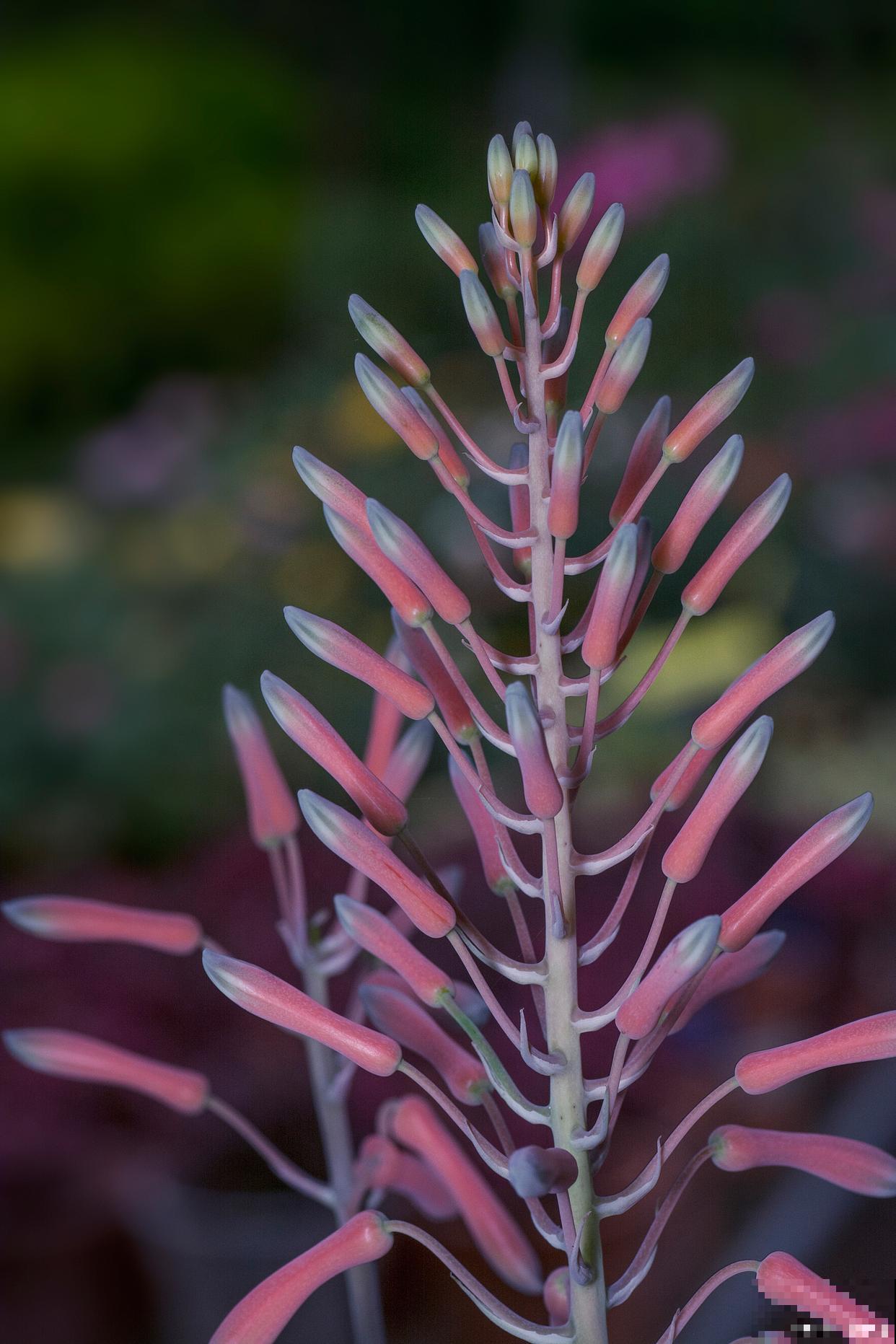 奔龙怎么繁殖的？