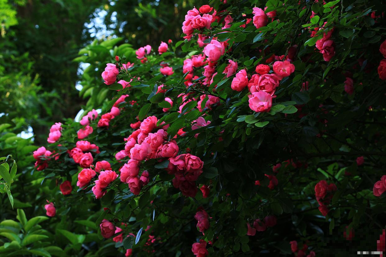 蔷薇花在春天会落叶吗