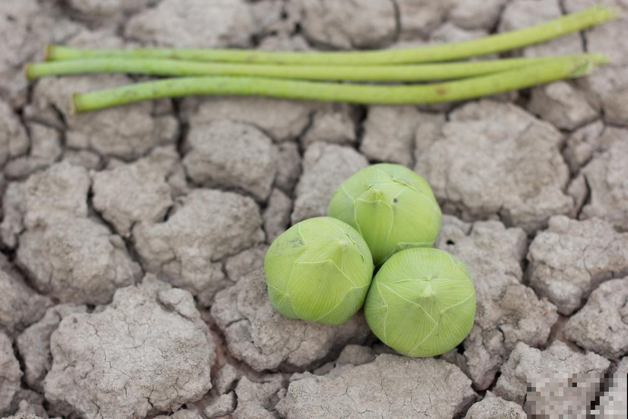 荷花泥土怎么制作方法