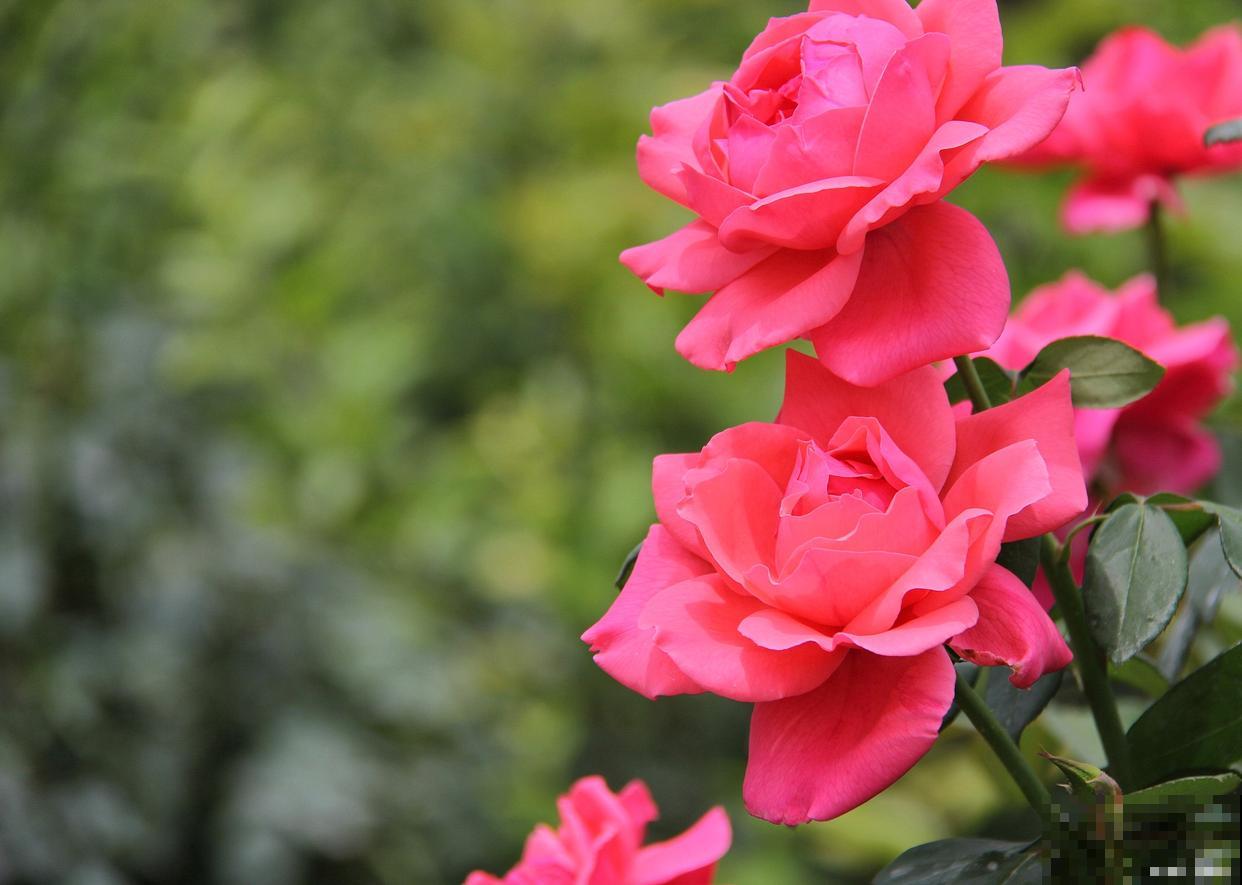 月季如何预防病虫害 月季如何预防病虫害