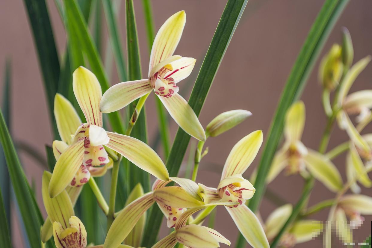 蕙兰如何养殖的？