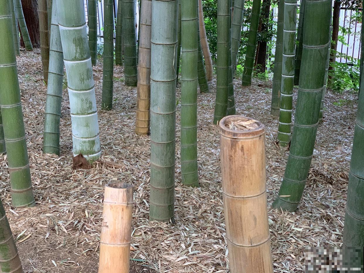 毛竹种子种植时间和方法