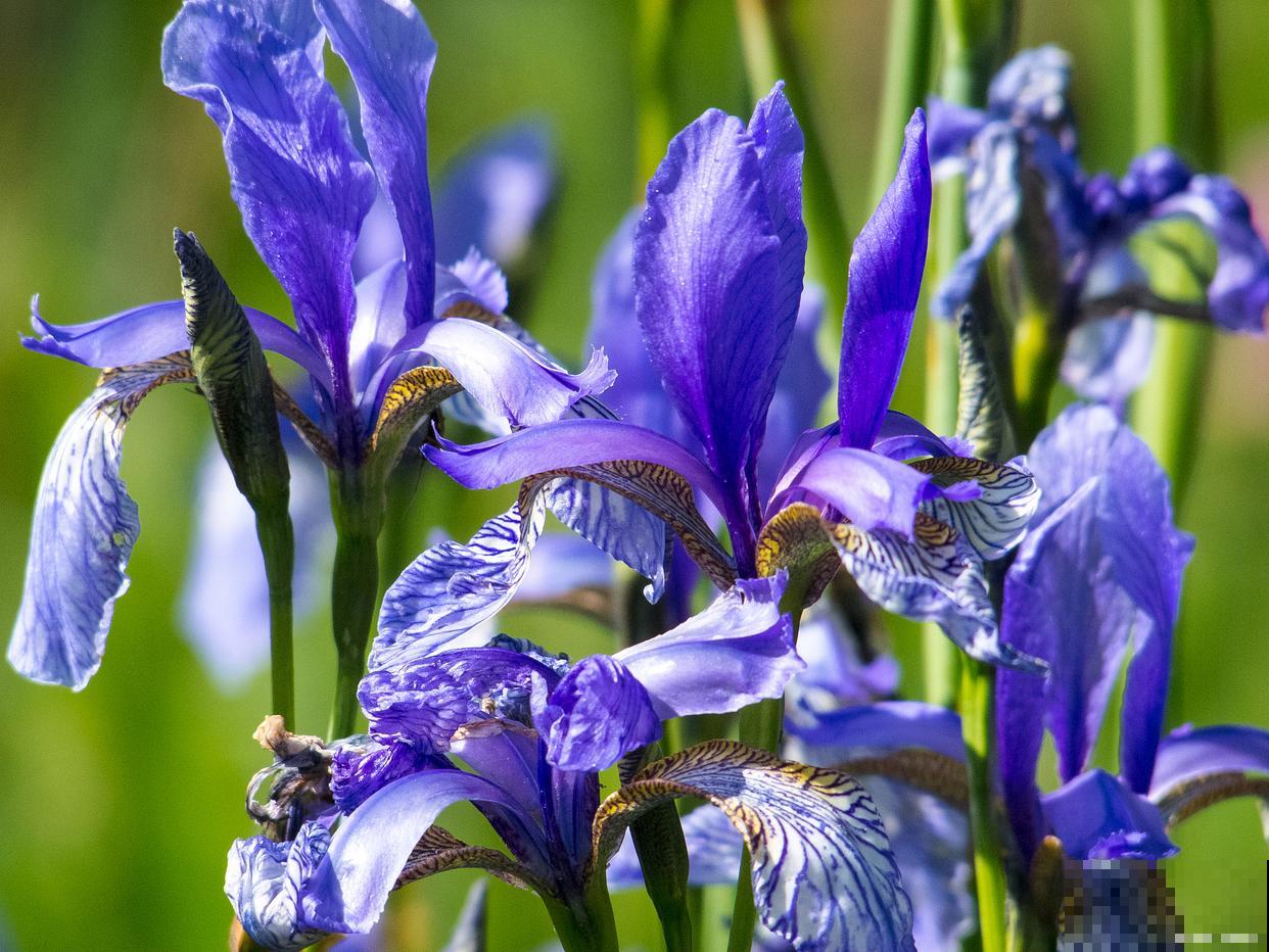 鸢尾如何分株的? 鸢尾如何分株的?