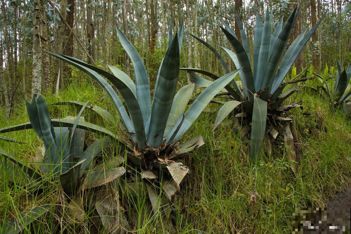 大花盆栽什么花好看