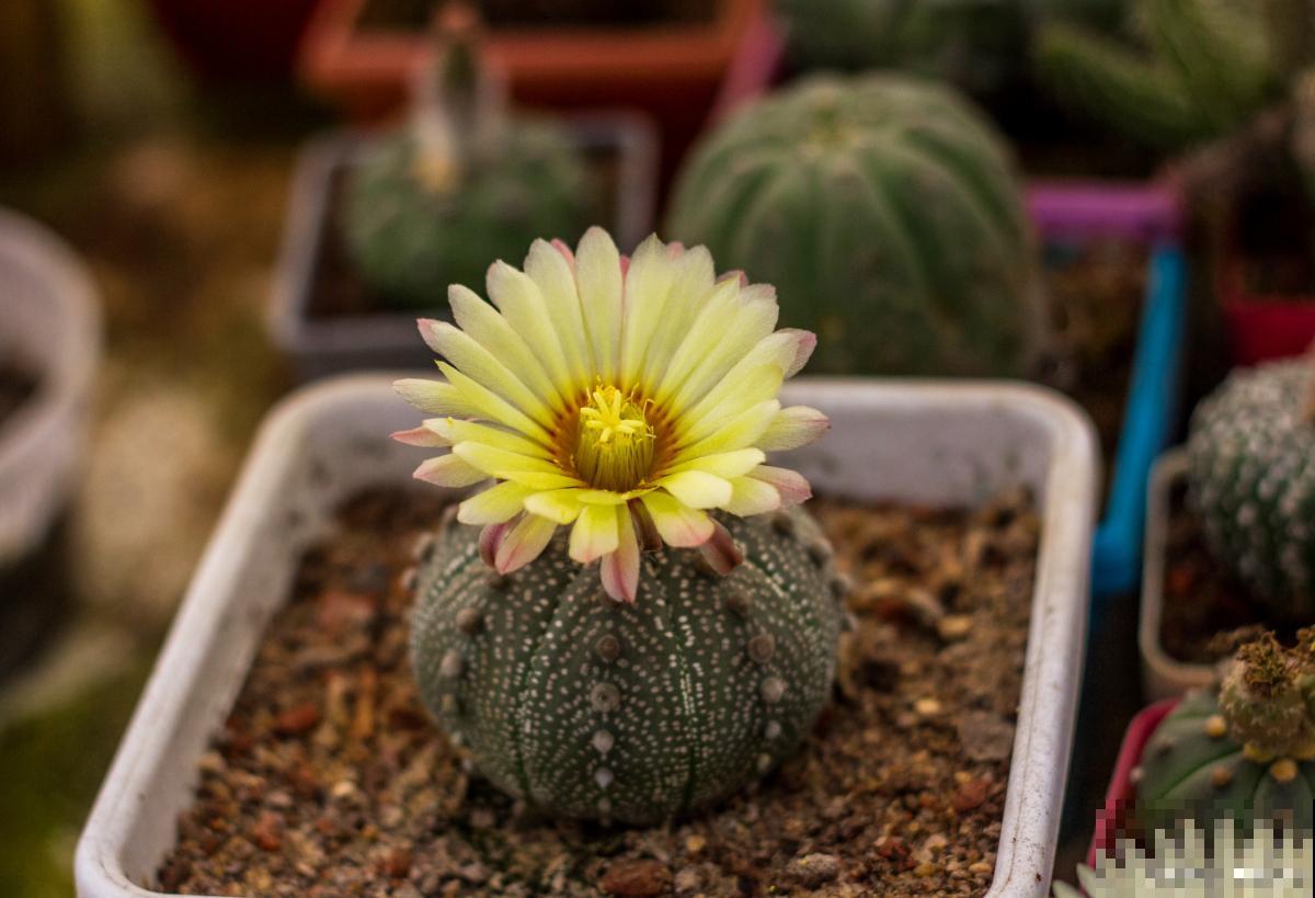 绯花玉仙人球如何繁殖