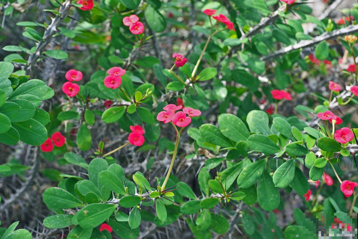 刺梅叶子发黄怎么办