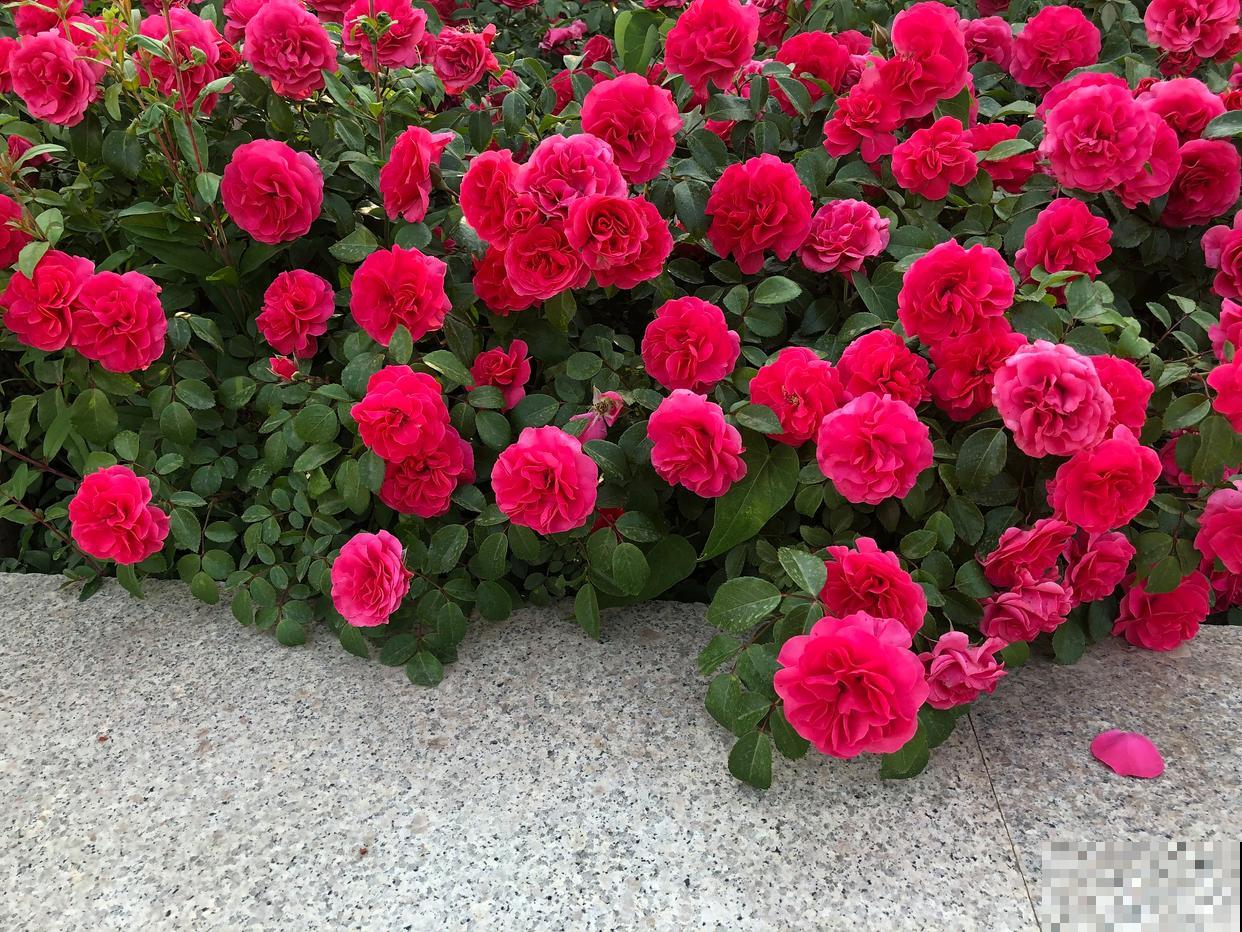 月季春天注意什么