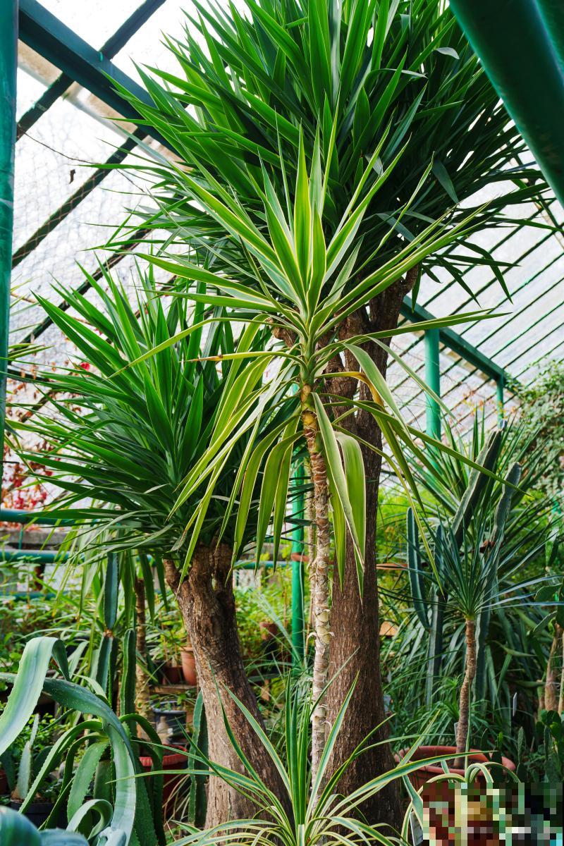 龙须树怎么养才能更绿