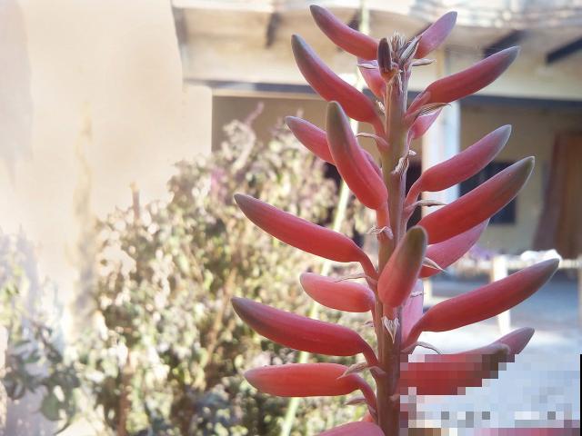 奔龙怎么繁殖的？