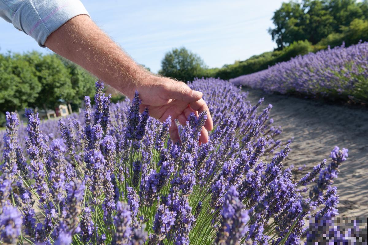 4月份适合种什么草花