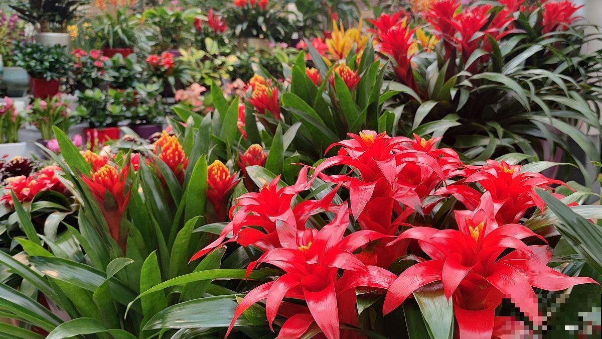 鸿运当头怎么养护