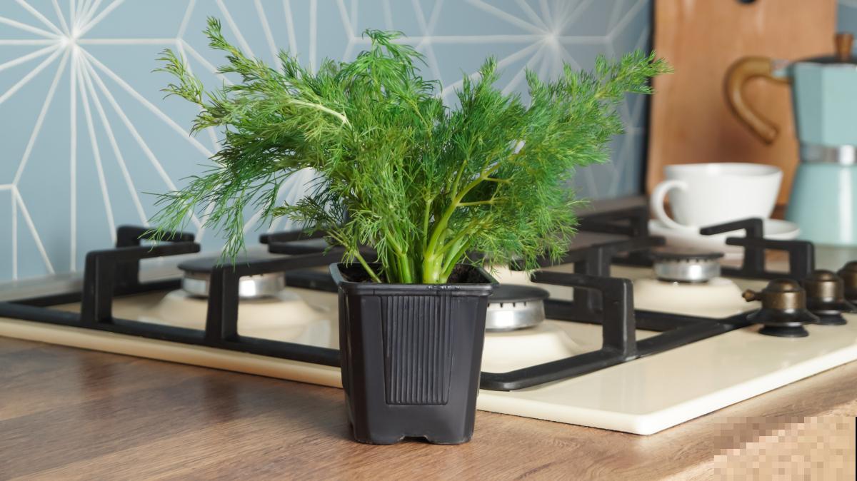 文竹多久浇一次水