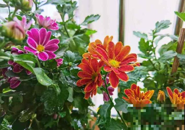 荷兰菊叶子蔫了，主要和这4点有关，及时处理还有救