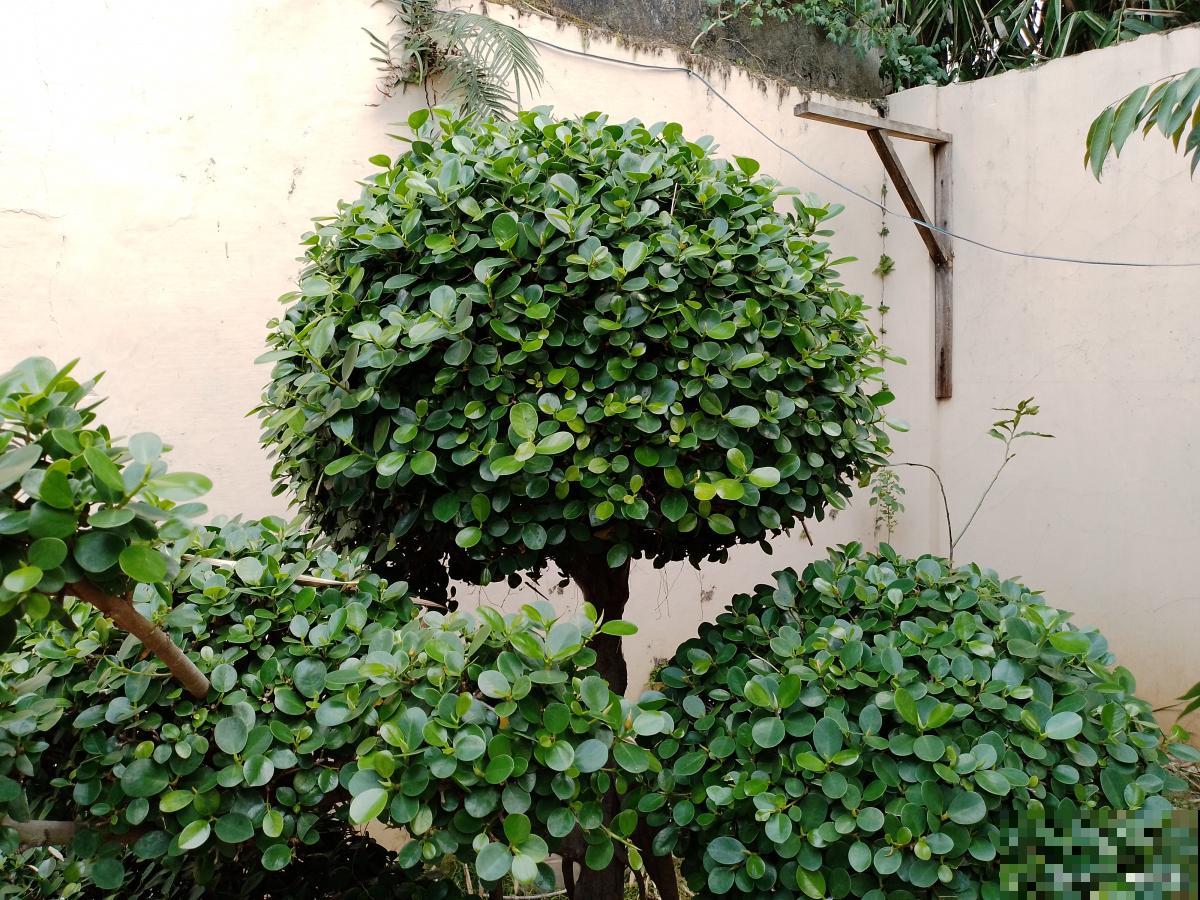 冬青树如何修剪？