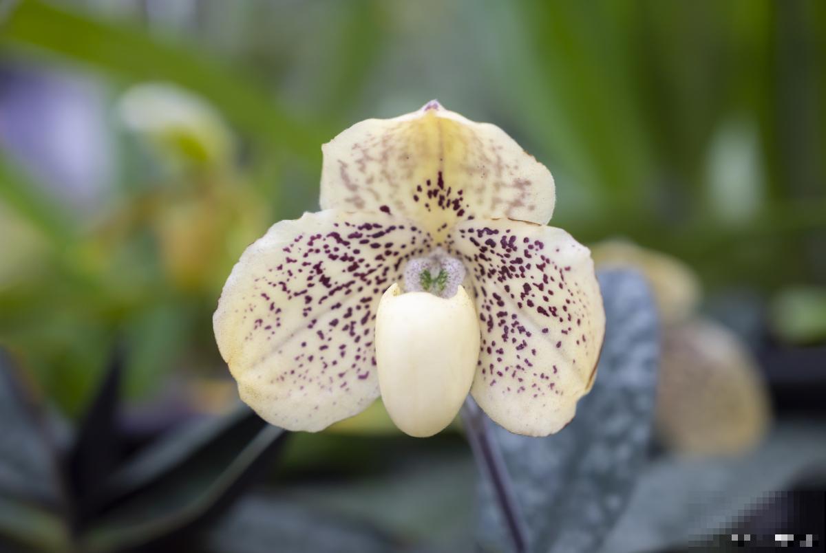 兜兰怎么种植的？