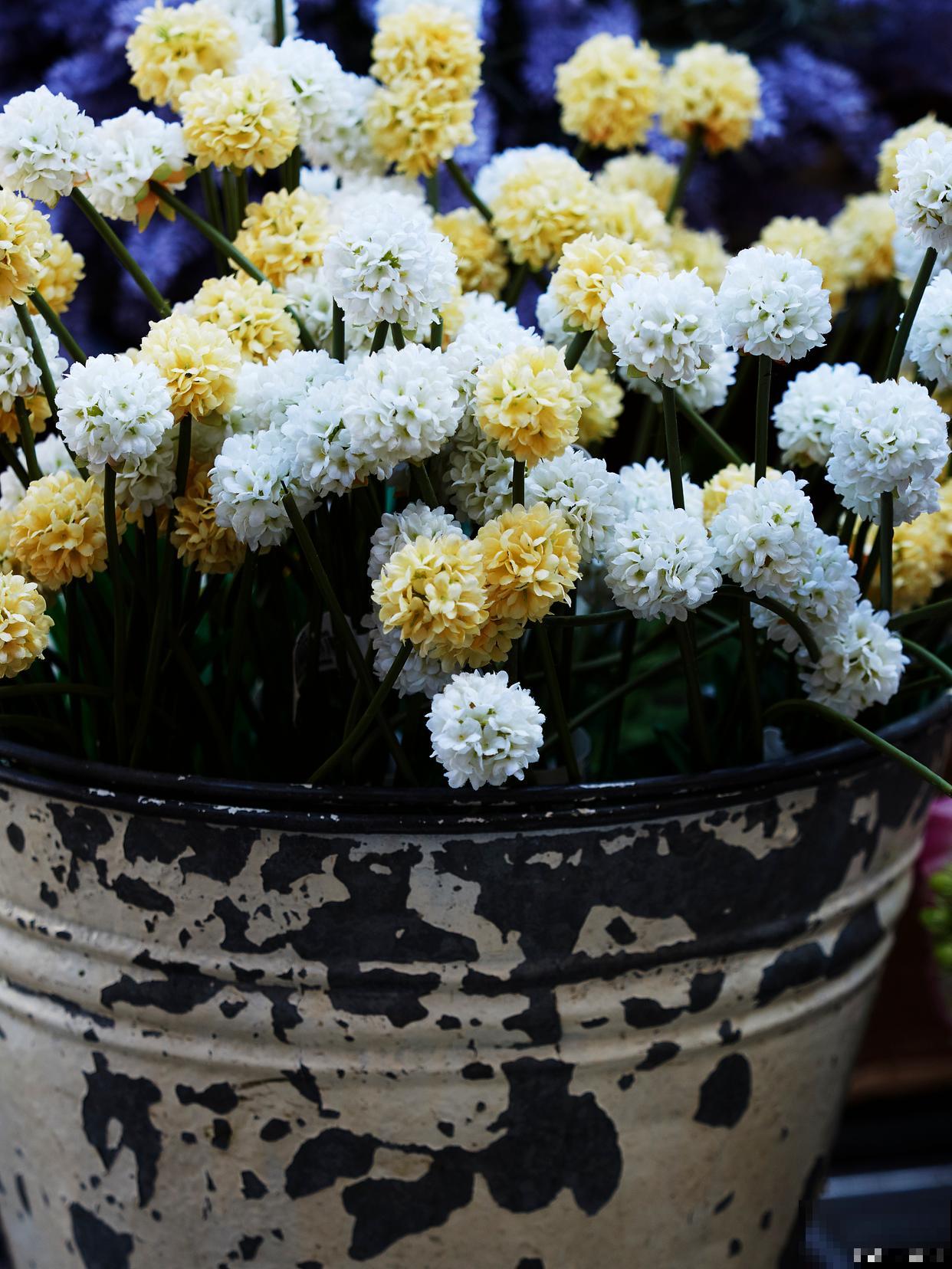 乒乓菊怎么修剪? 乒乓菊怎么修剪?