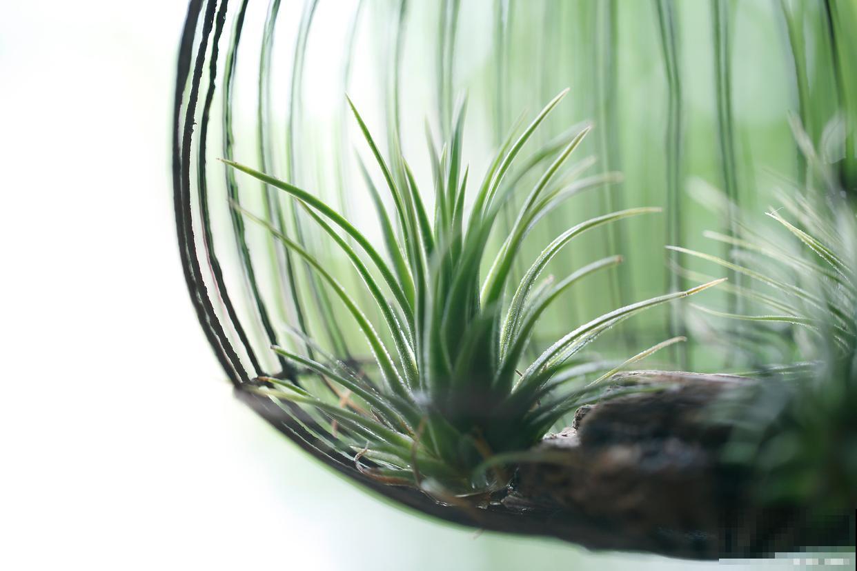 空气凤梨怎么种植 空气凤梨怎么种植