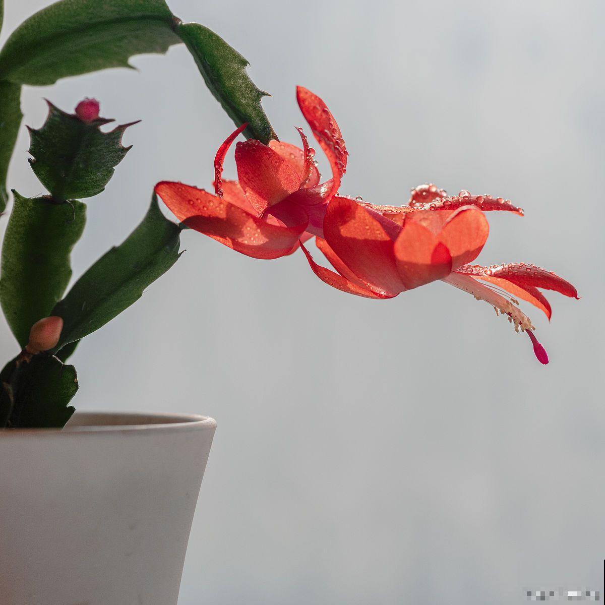 蟹爪兰根系发达吗