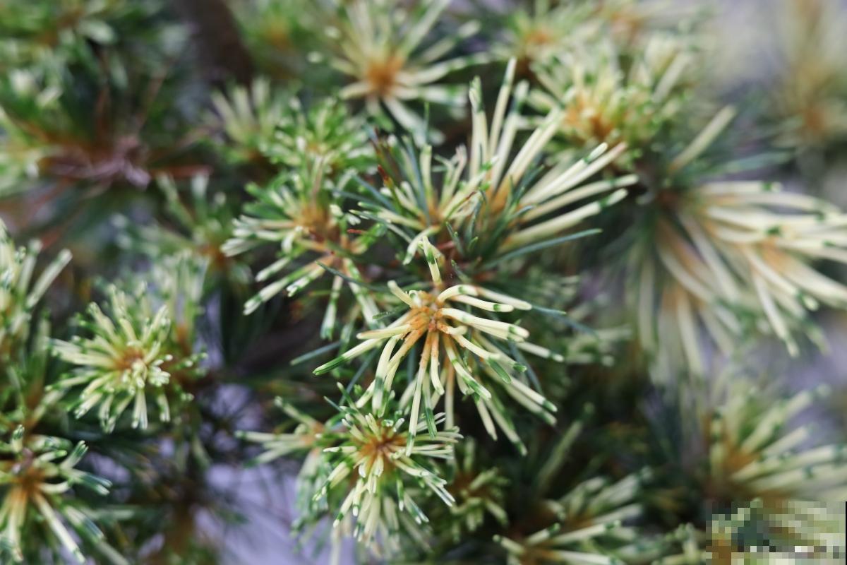 球松怎么繁殖技术