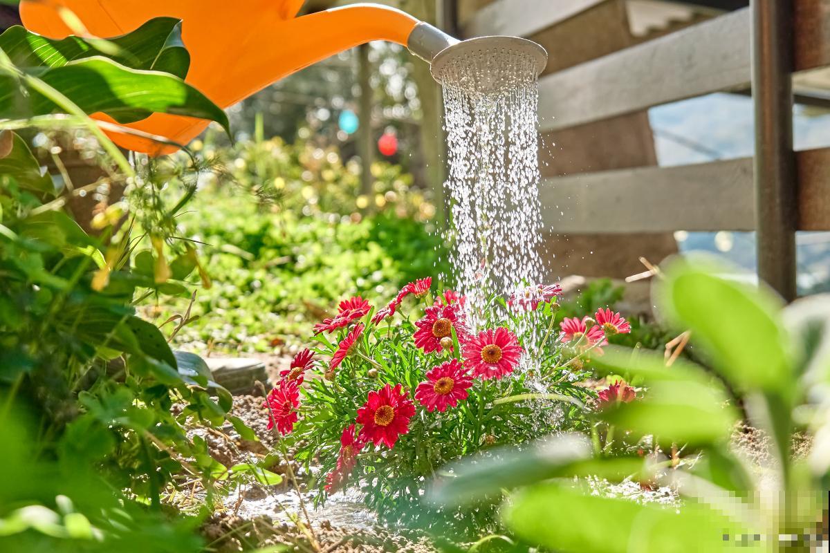 浇花水多了怎么办