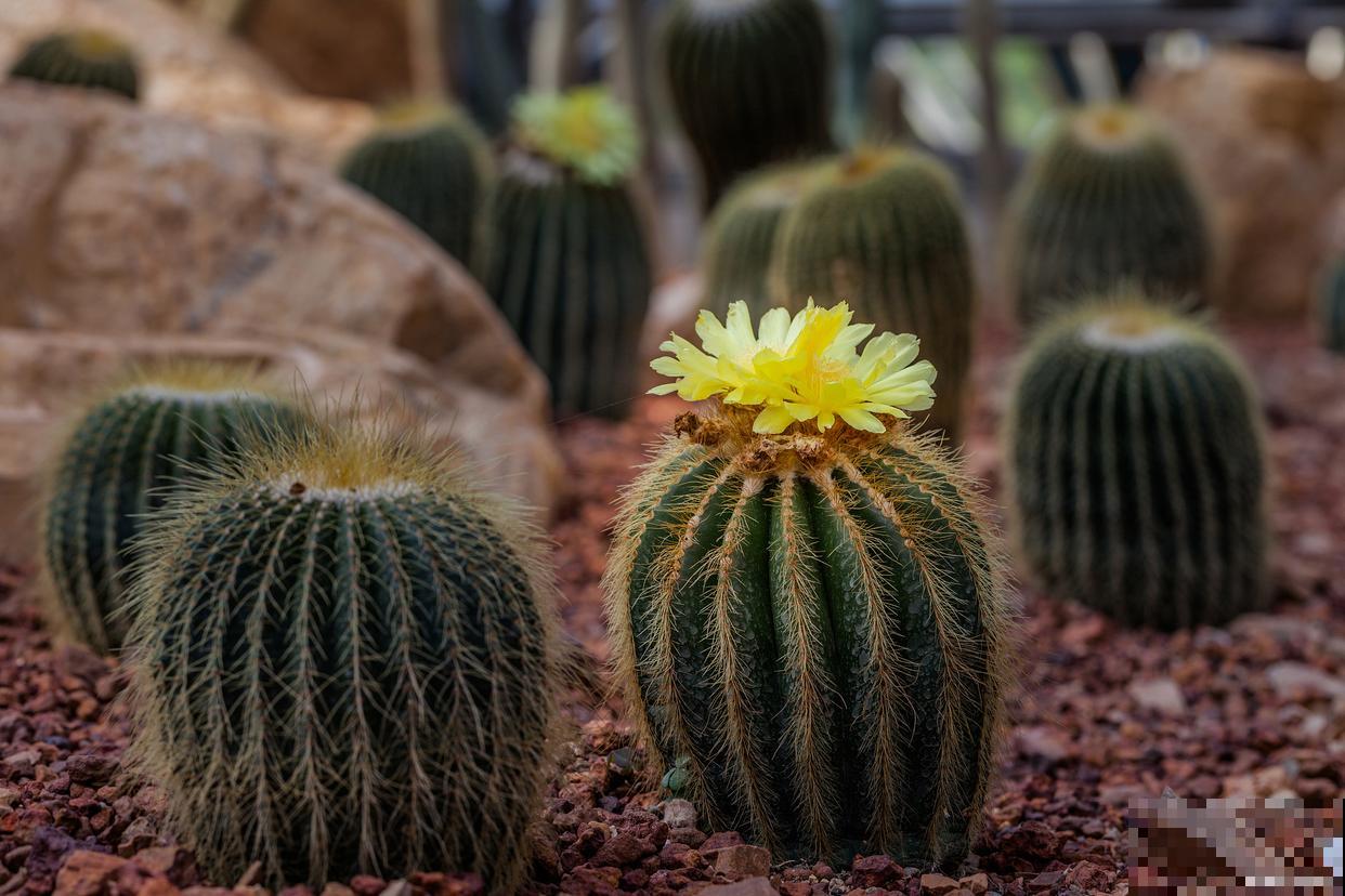 为什么仙人球会烂掉