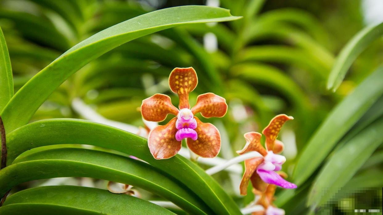 兰花为什么烂根？