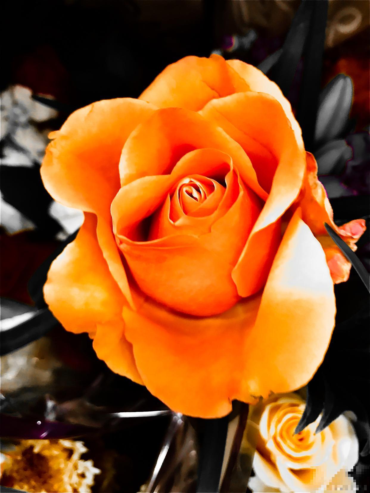 橙玫瑰的花语是什么意思