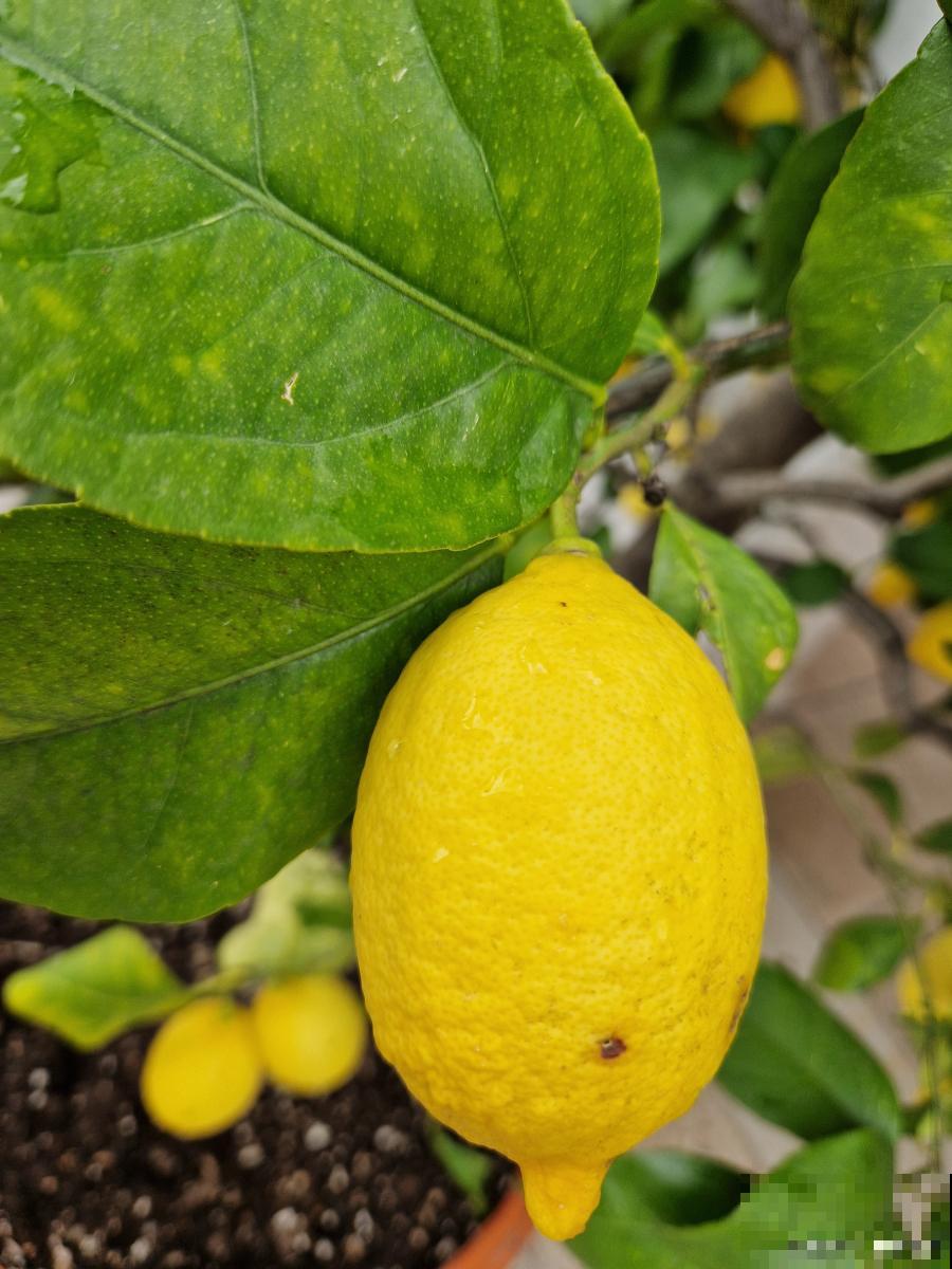 如何养殖柠檬的？