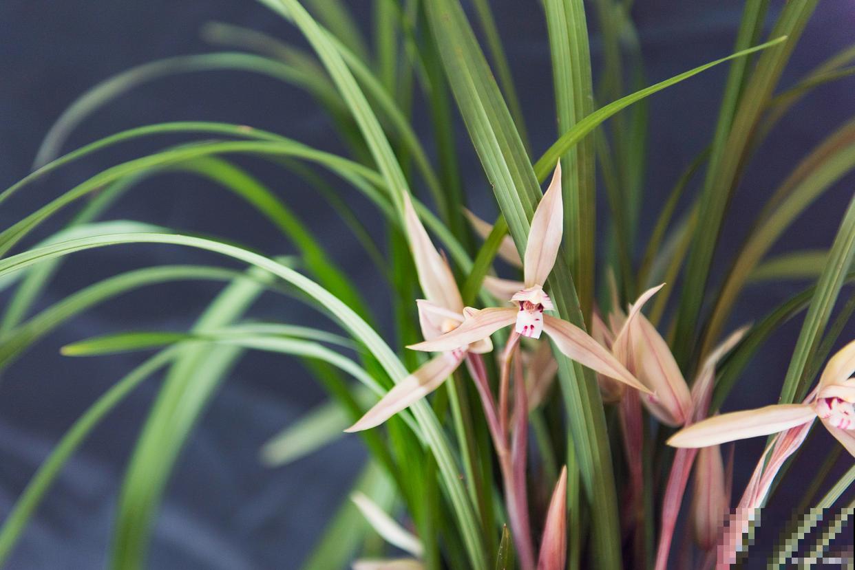 兰草怎么浇水的？