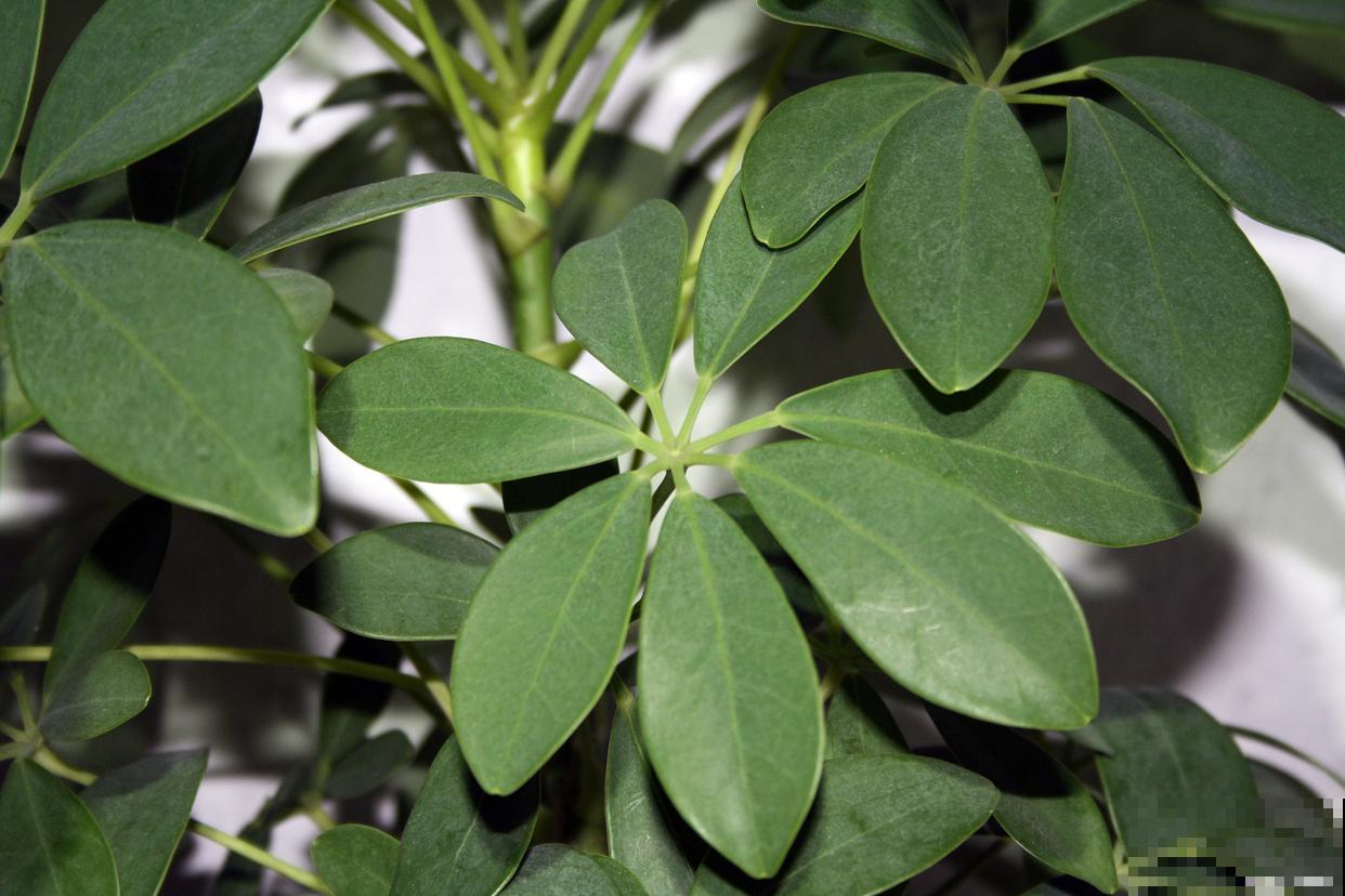 鹅掌藤的叶子发黄掉落怎么办