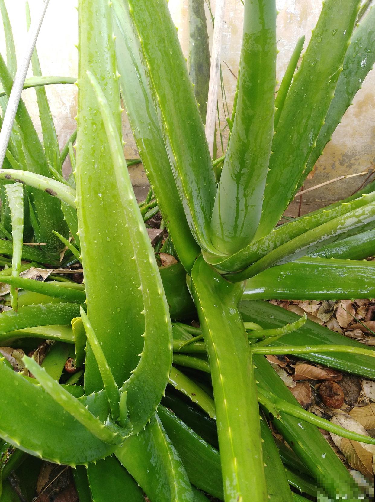 芦荟怎么叶插的？