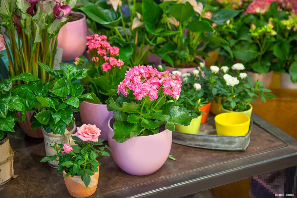 养的花叶子发黄怎么办 养的花叶子发黄怎么办