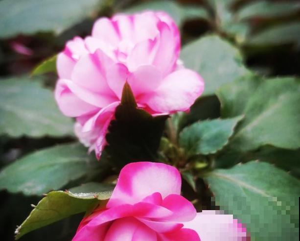 玻璃翠花有毒，家里养殖要注意，学会这3点养殖变简单