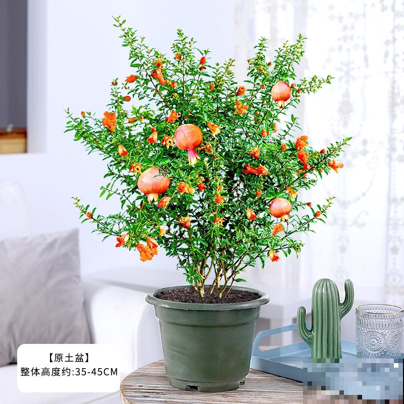 石榴花如何扦插？