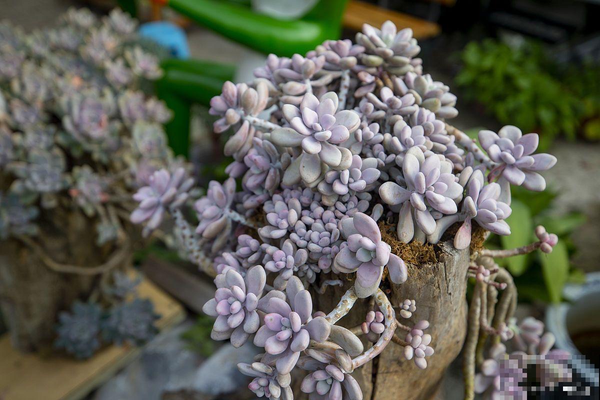 姬胧月多久浇一次水 姬胧月多久浇一次水