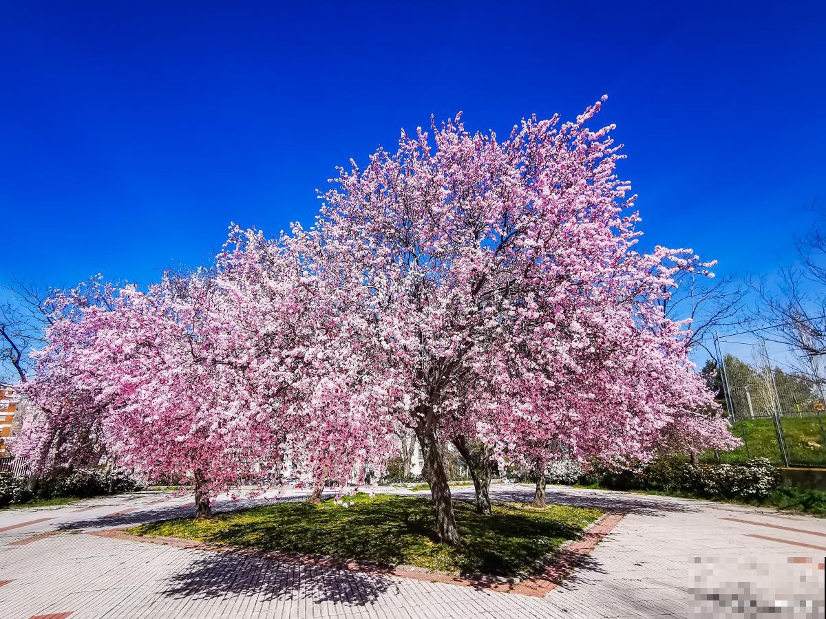 云南的花有哪些？