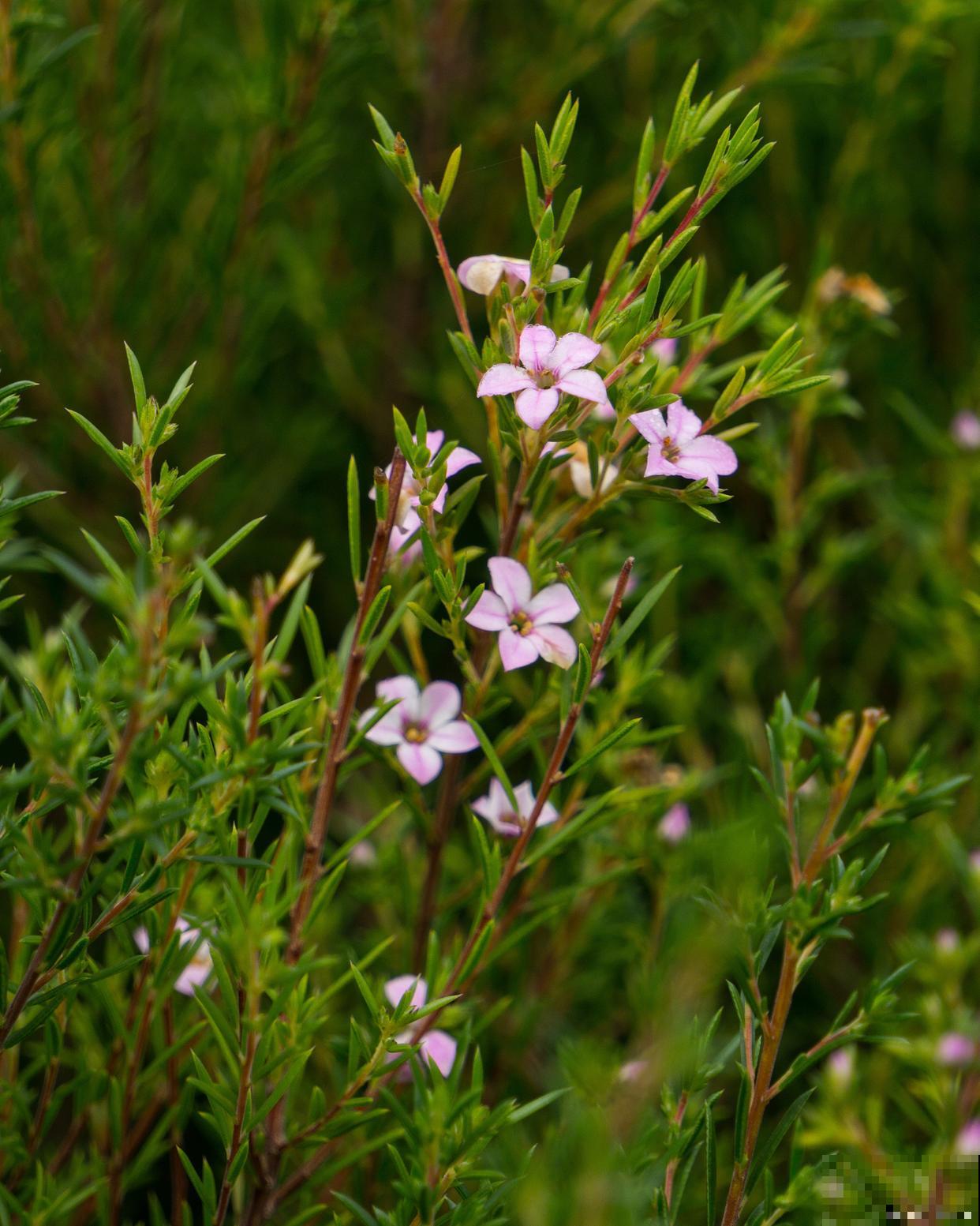 半枝莲怎么养的？