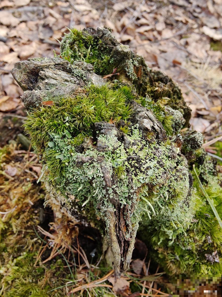 苔藓怎么培育的? 苔藓怎么培育的?