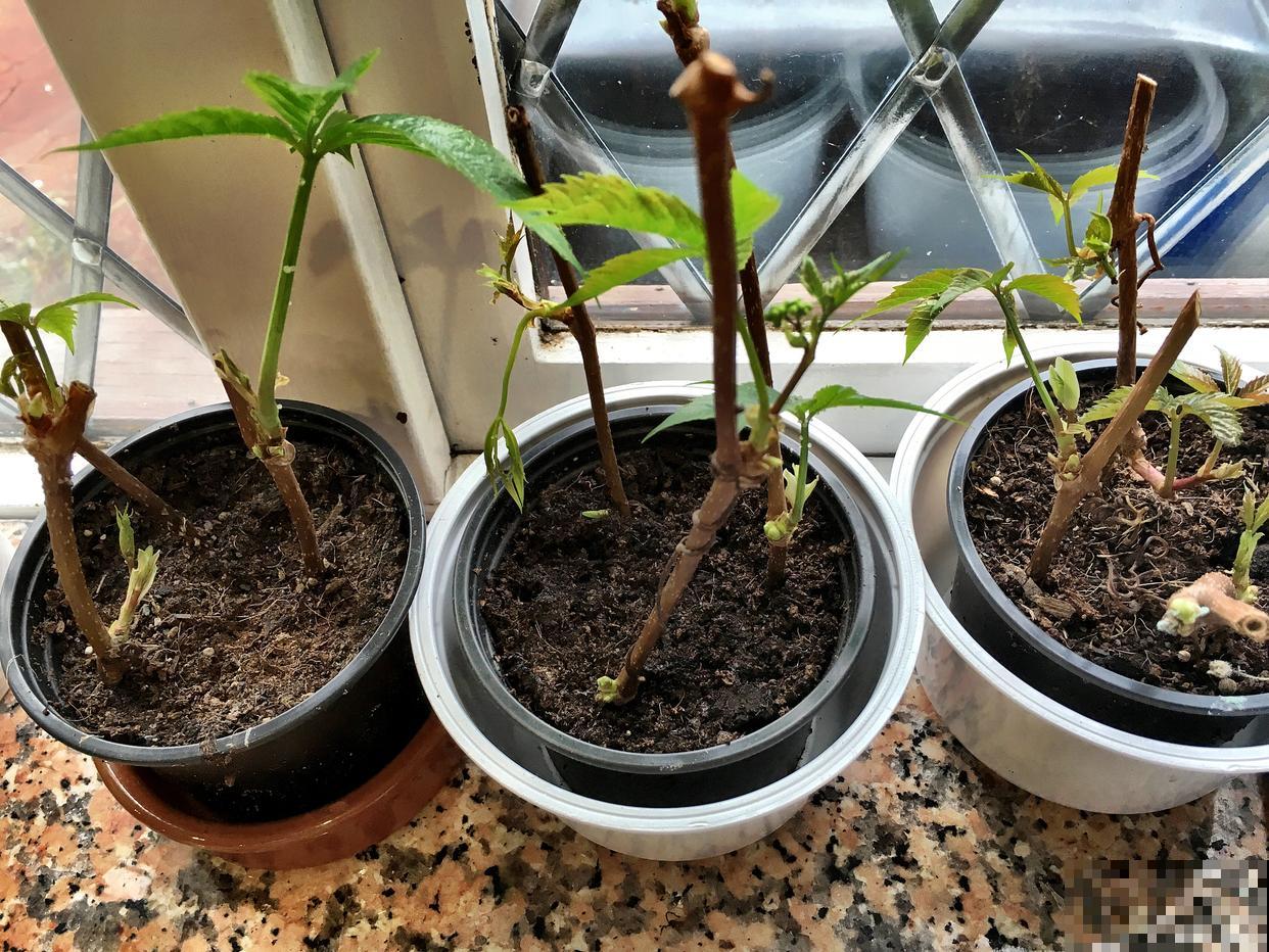 如何提高扦插成活率