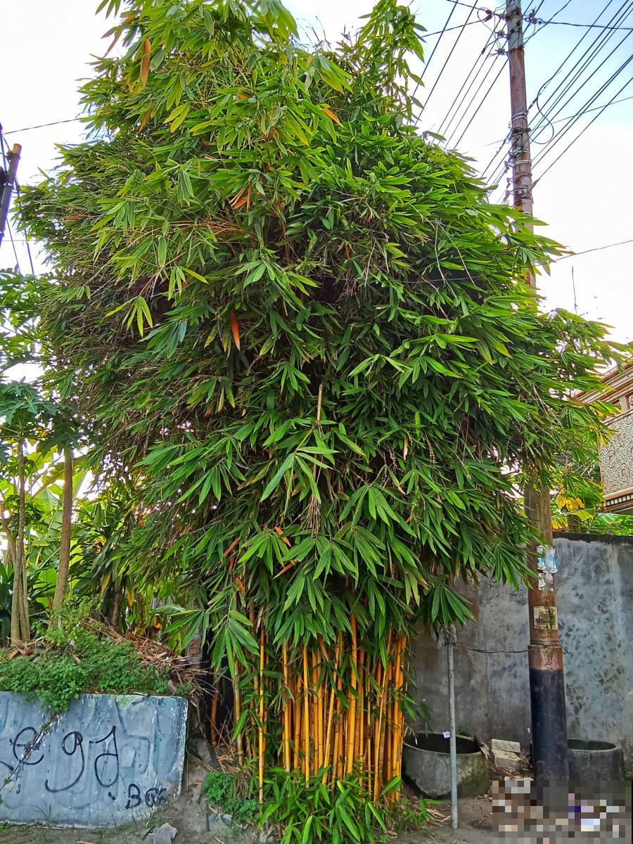 凤尾竹烂根是什么原因 凤尾竹烂根是什么原因