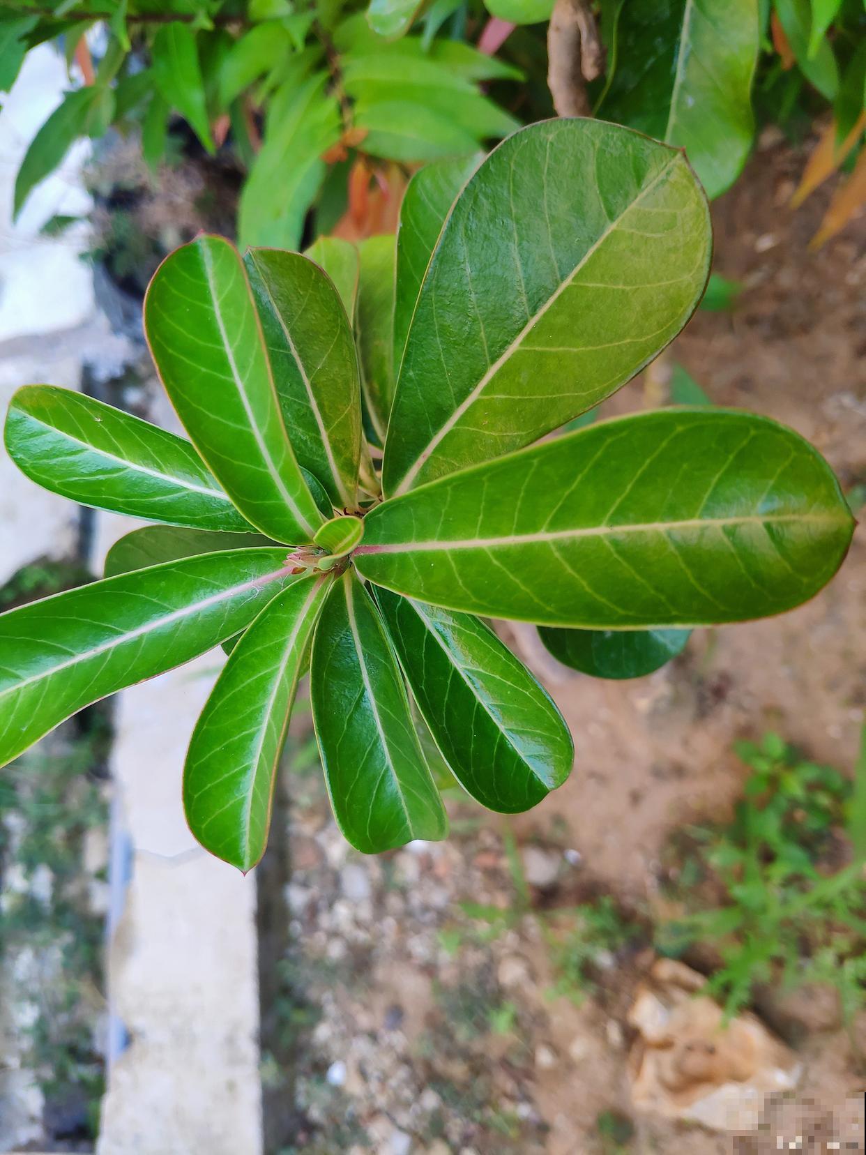 鸭掌木如何扦插？