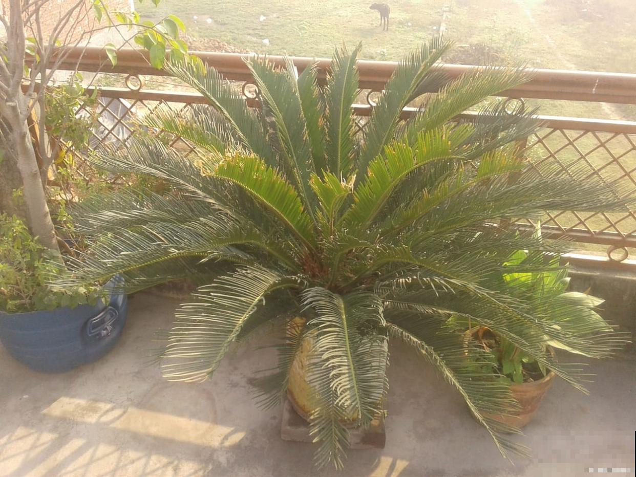 铁树如何换盆的？