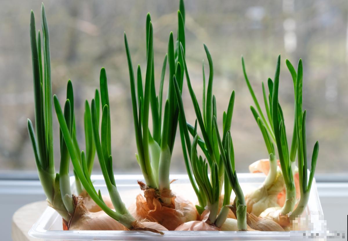 大蒜黄叶是怎么回事