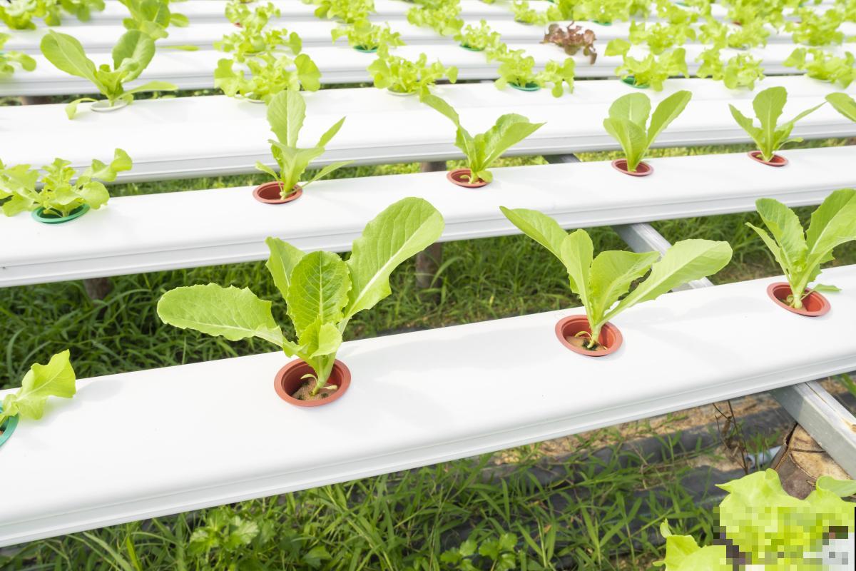 如何水培蔬菜的？