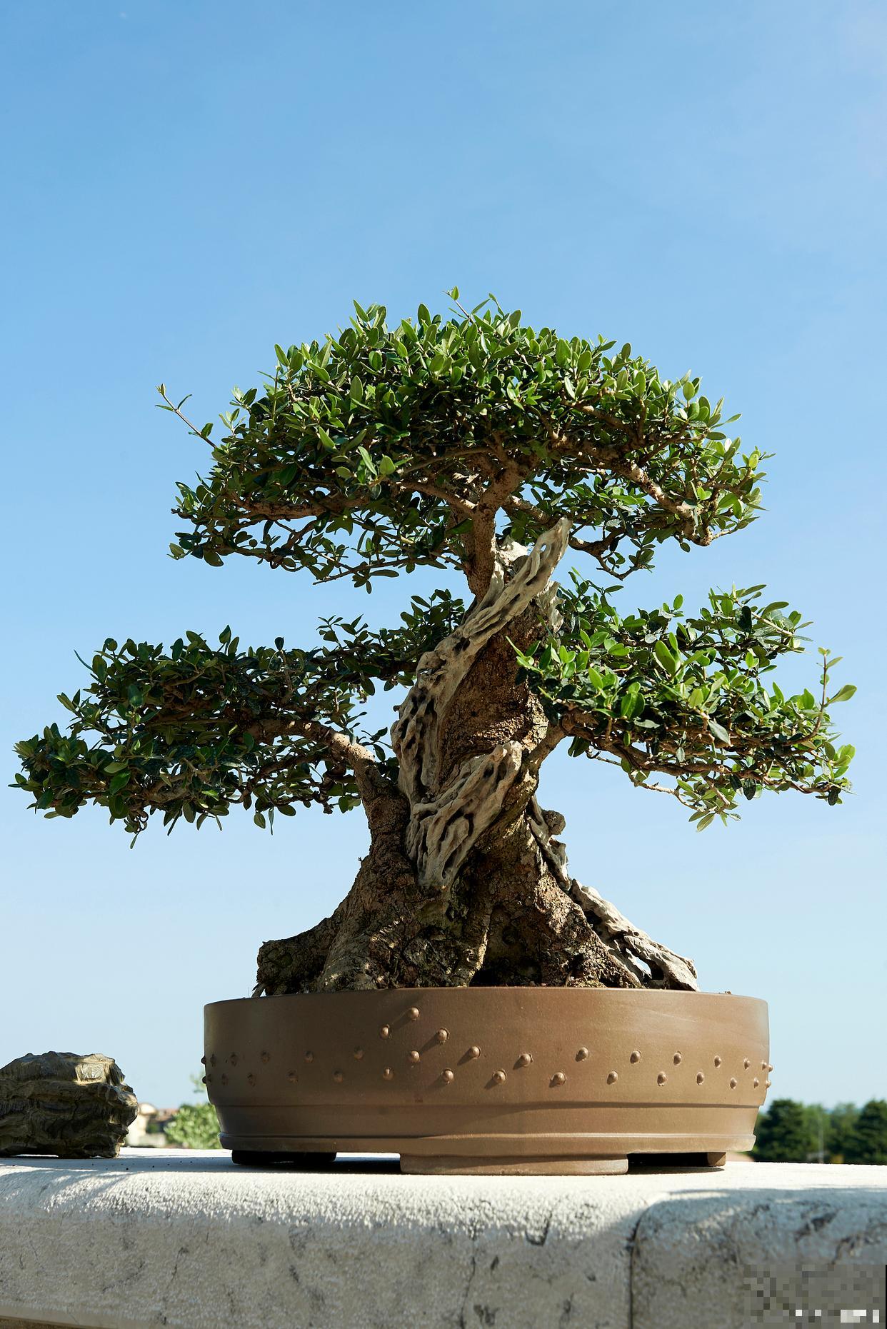 北方适合种什么盆景