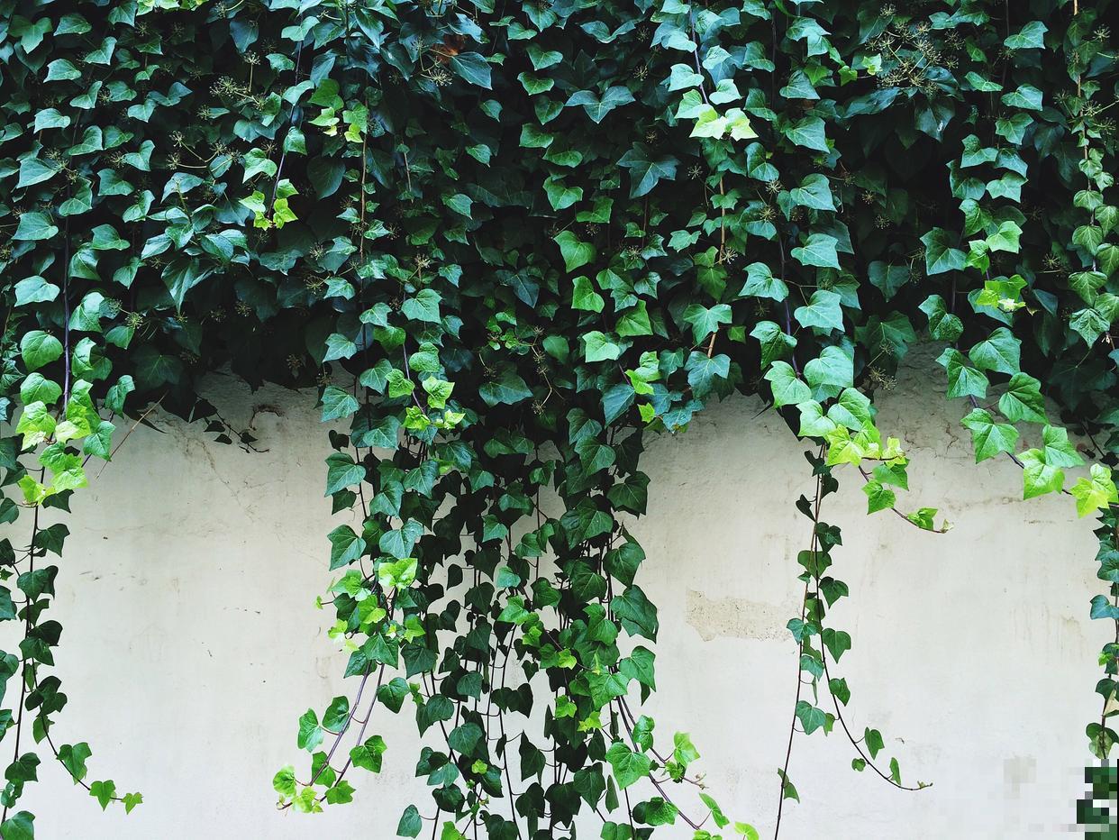 常青藤怎么养殖方法和注意事项