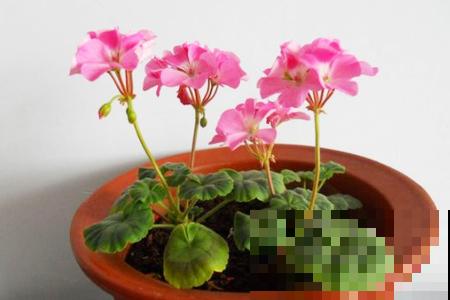驱蚊植物是什么？五种驱蚊植物来了