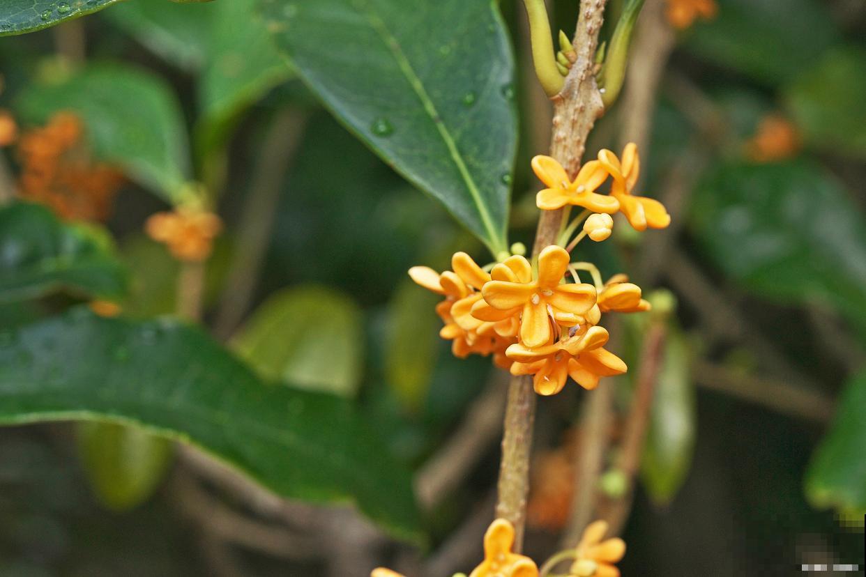 桂花树病害有哪些 桂花树病害有哪些