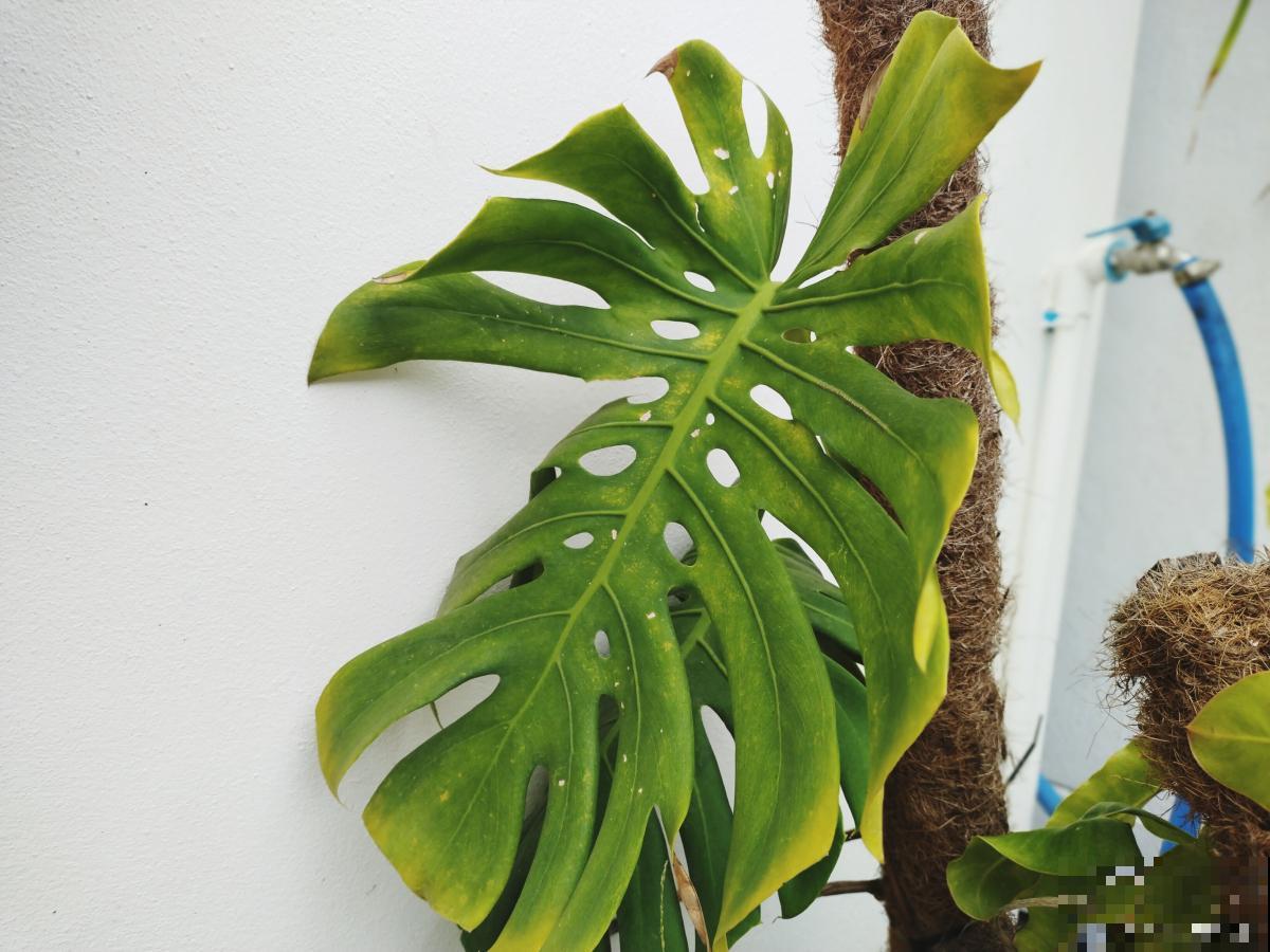 春羽怎么换盆的？