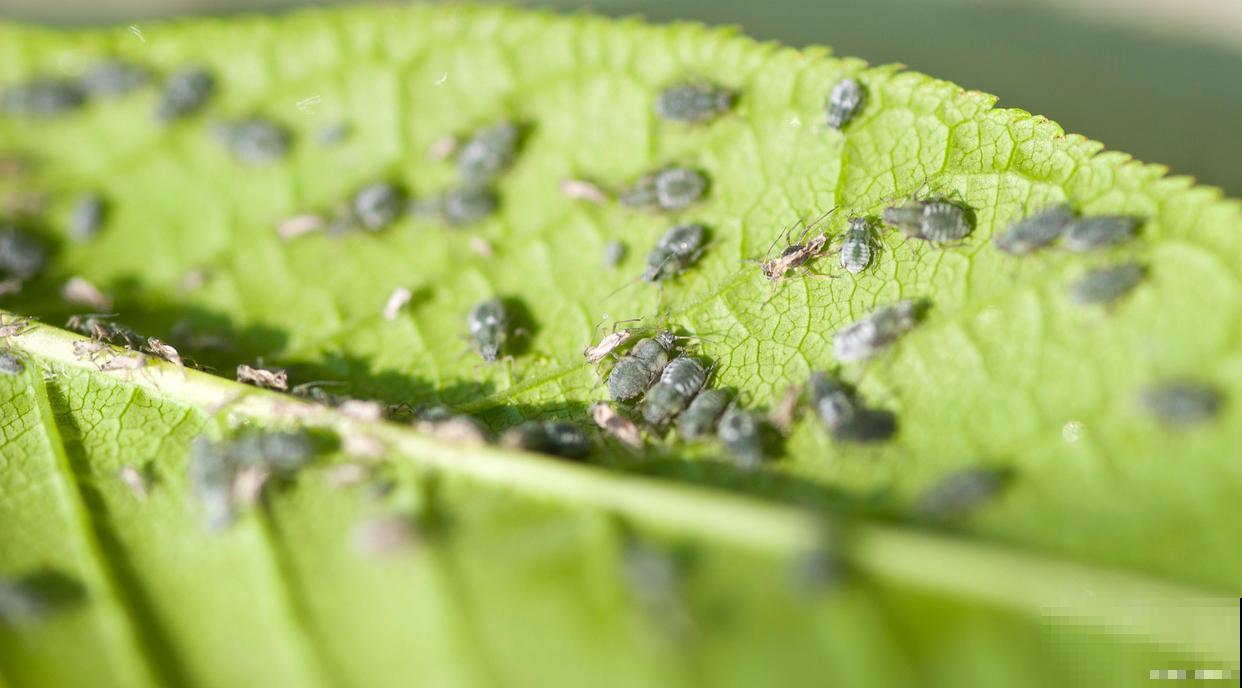 怎么样防治蚜虫？